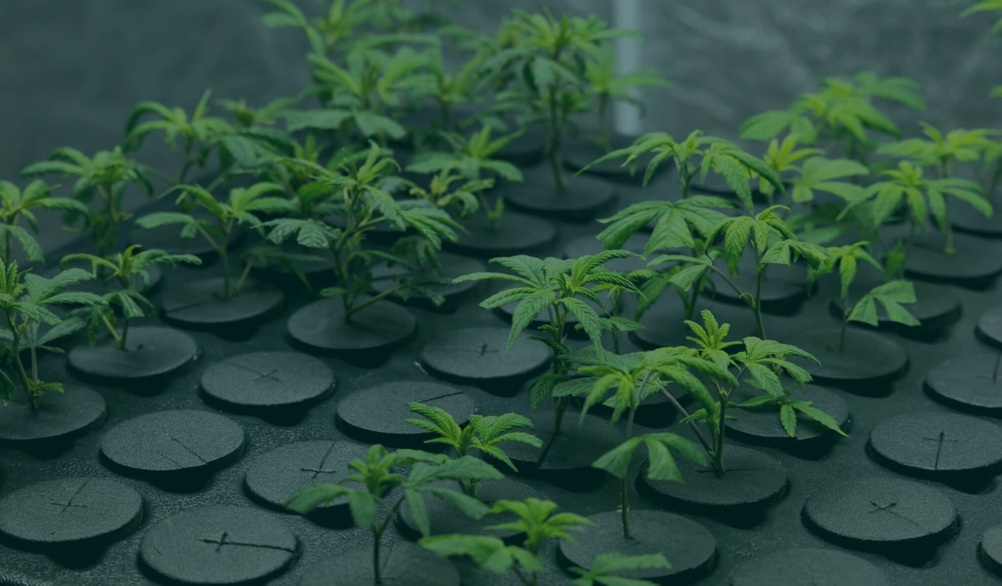 Advanced Cultivation Techniques