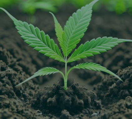 Hydroponic Systems