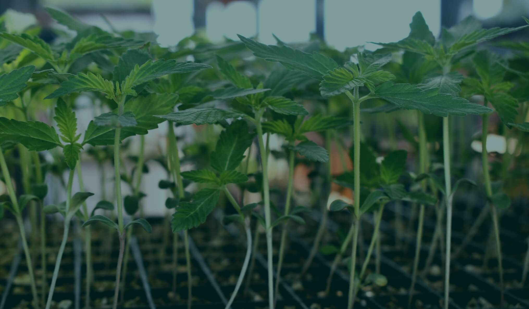 Plant Cloning